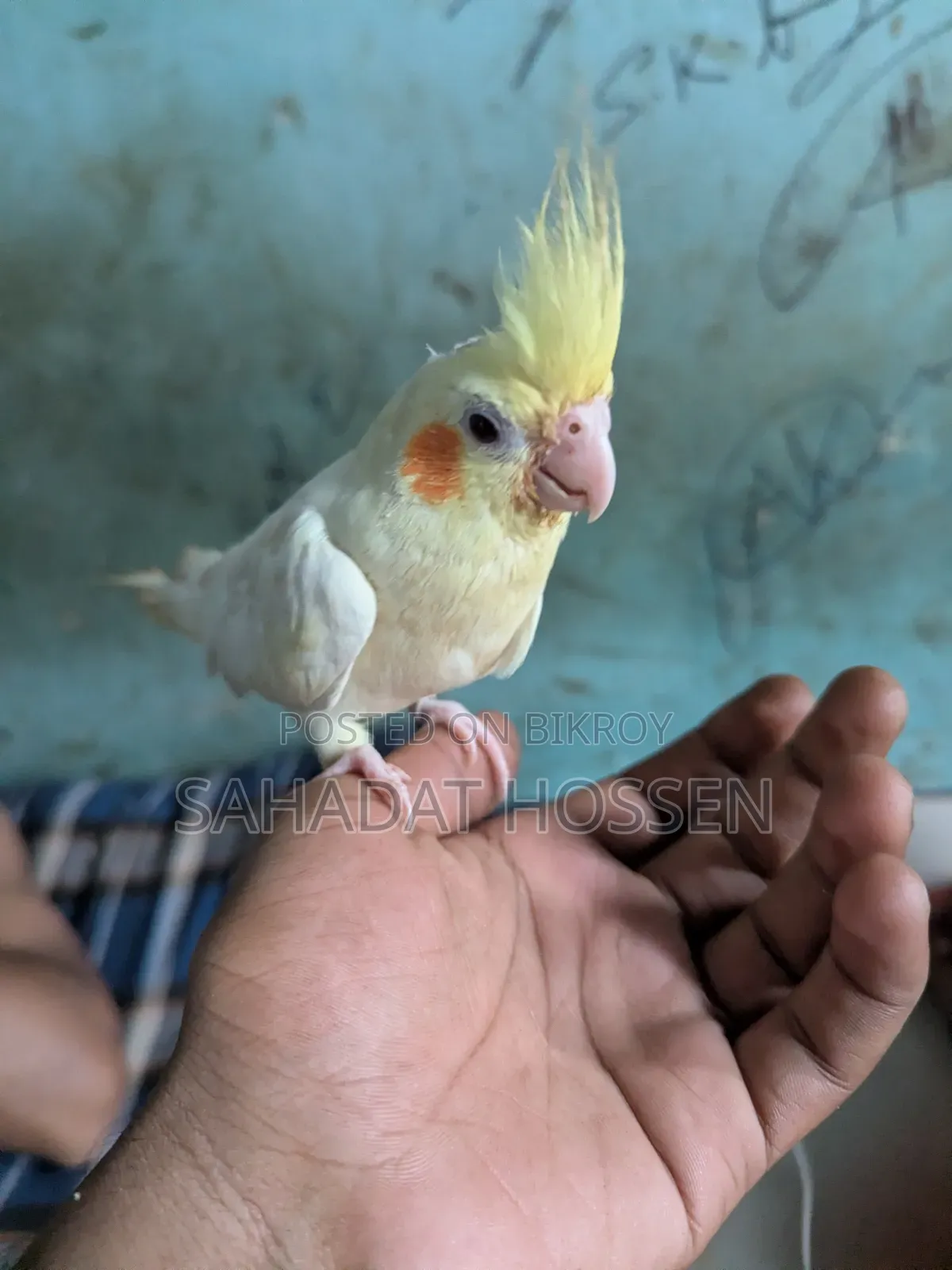 ককাটেল পাখি