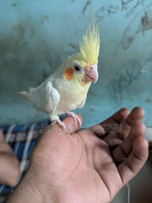 ককাটেল পাখি