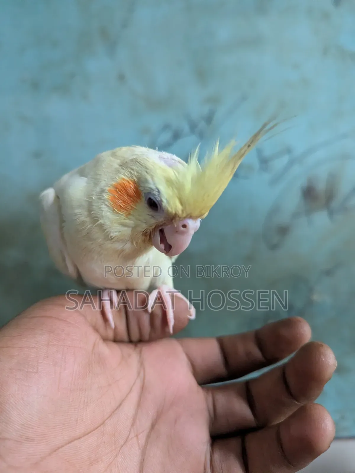 ককাটেল পাখি