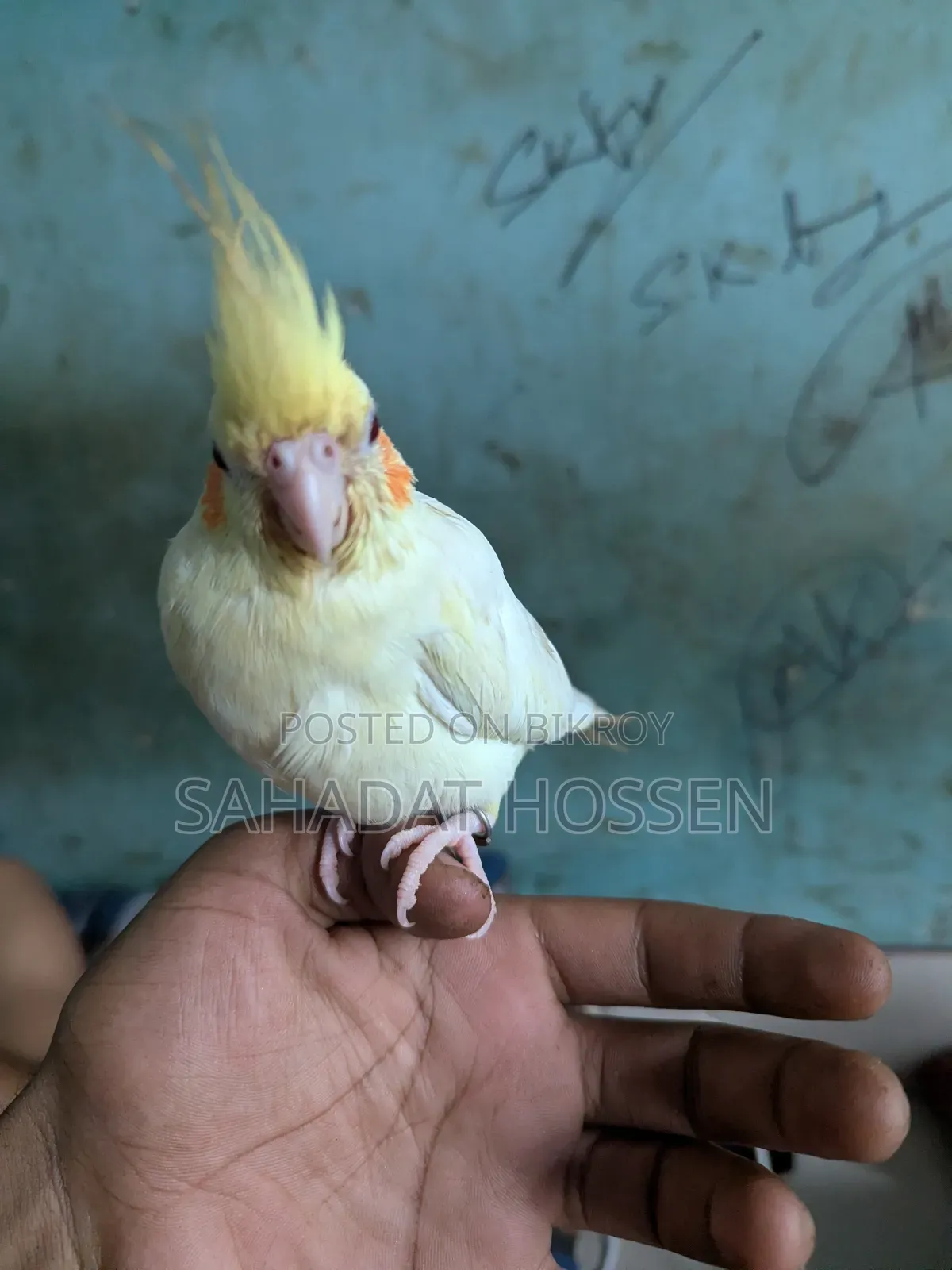 ককাটেল পাখি