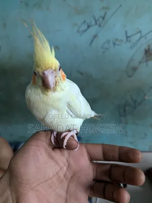 ককাটেল পাখি