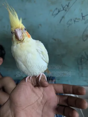 ককাটেল পাখি