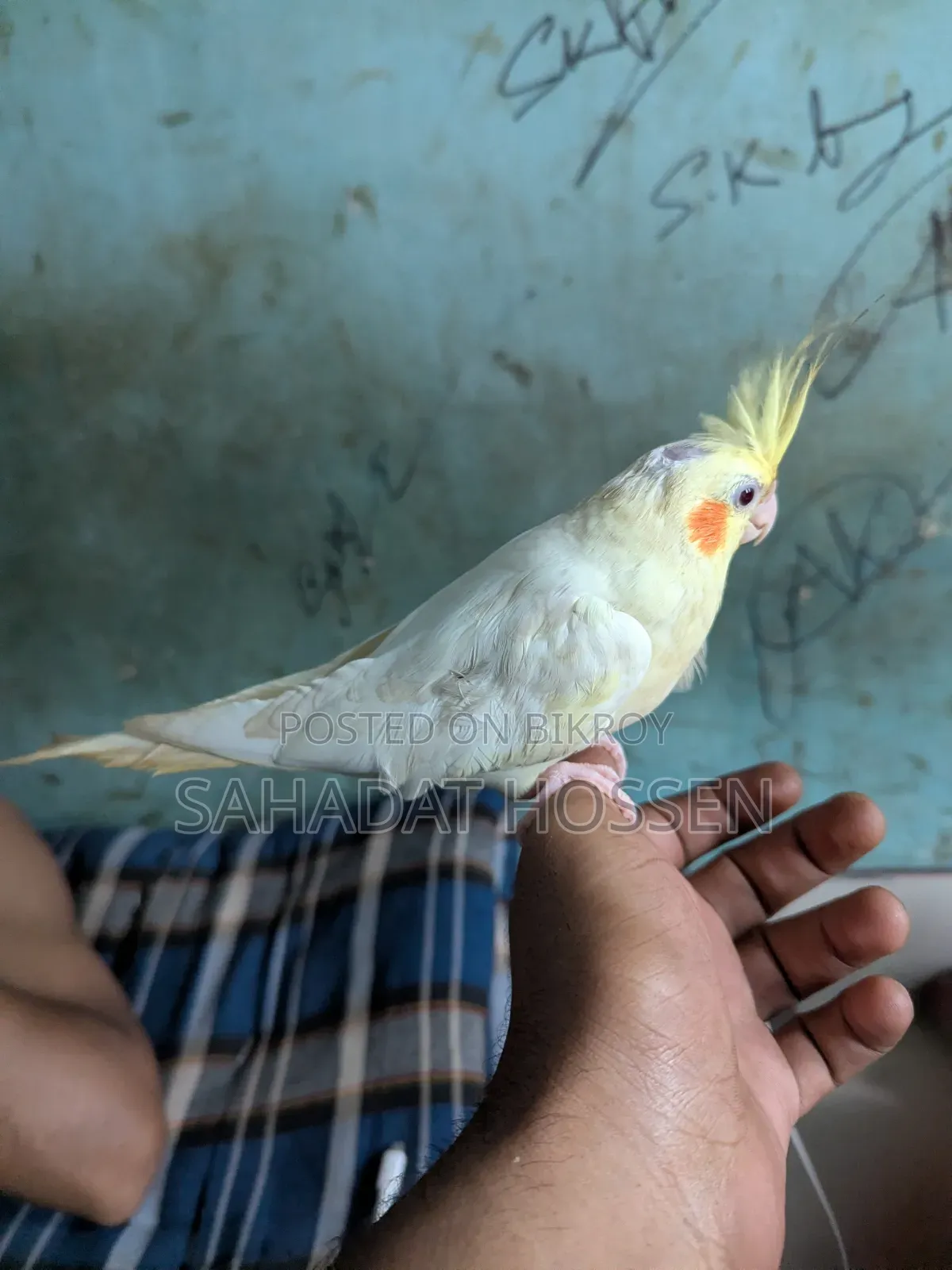 ককাটেল পাখি