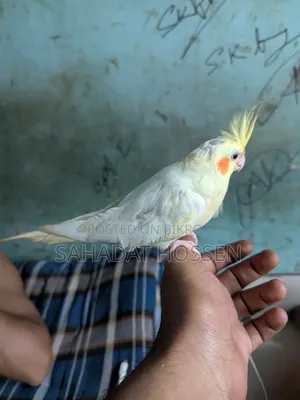 ককাটেল পাখি