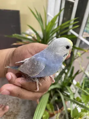 Bird Sale Post