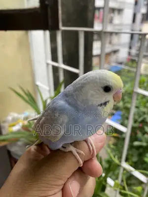 Bird Sale Post