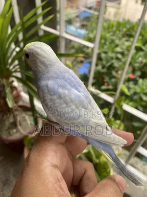 Bird Sale Post