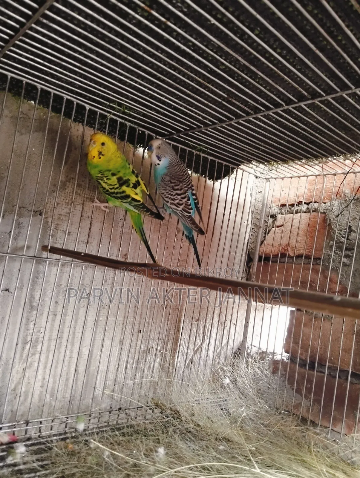 পাখি ২ টা বিক্রি করবো