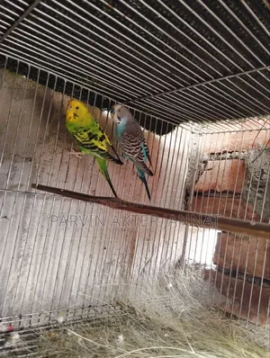পাখি ২ টা বিক্রি করবো