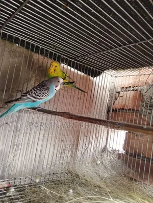 পাখি ২ টা বিক্রি করবো