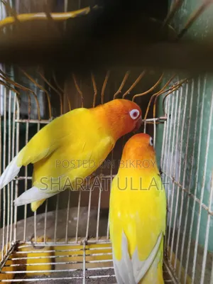 Love Bird (লাভ বার্ড )