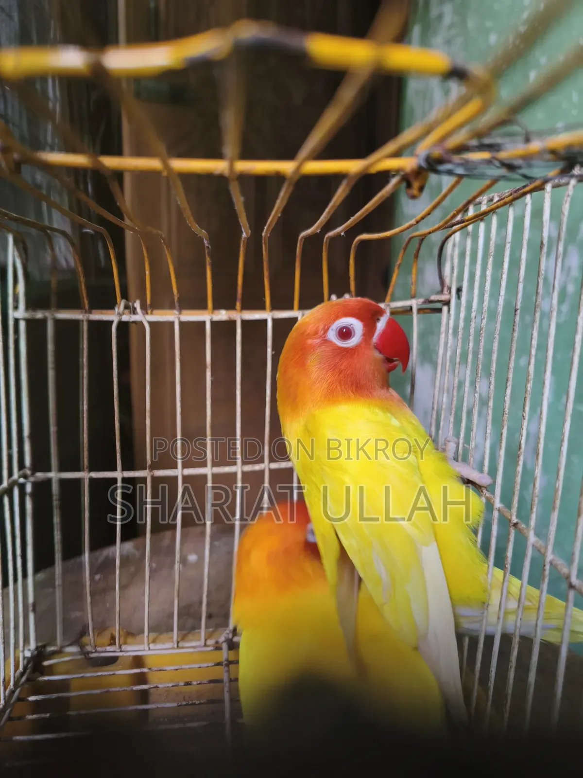 Love Bird (লাভ বার্ড )
