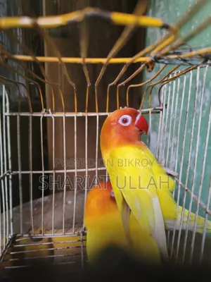 Love Bird (লাভ বার্ড )
