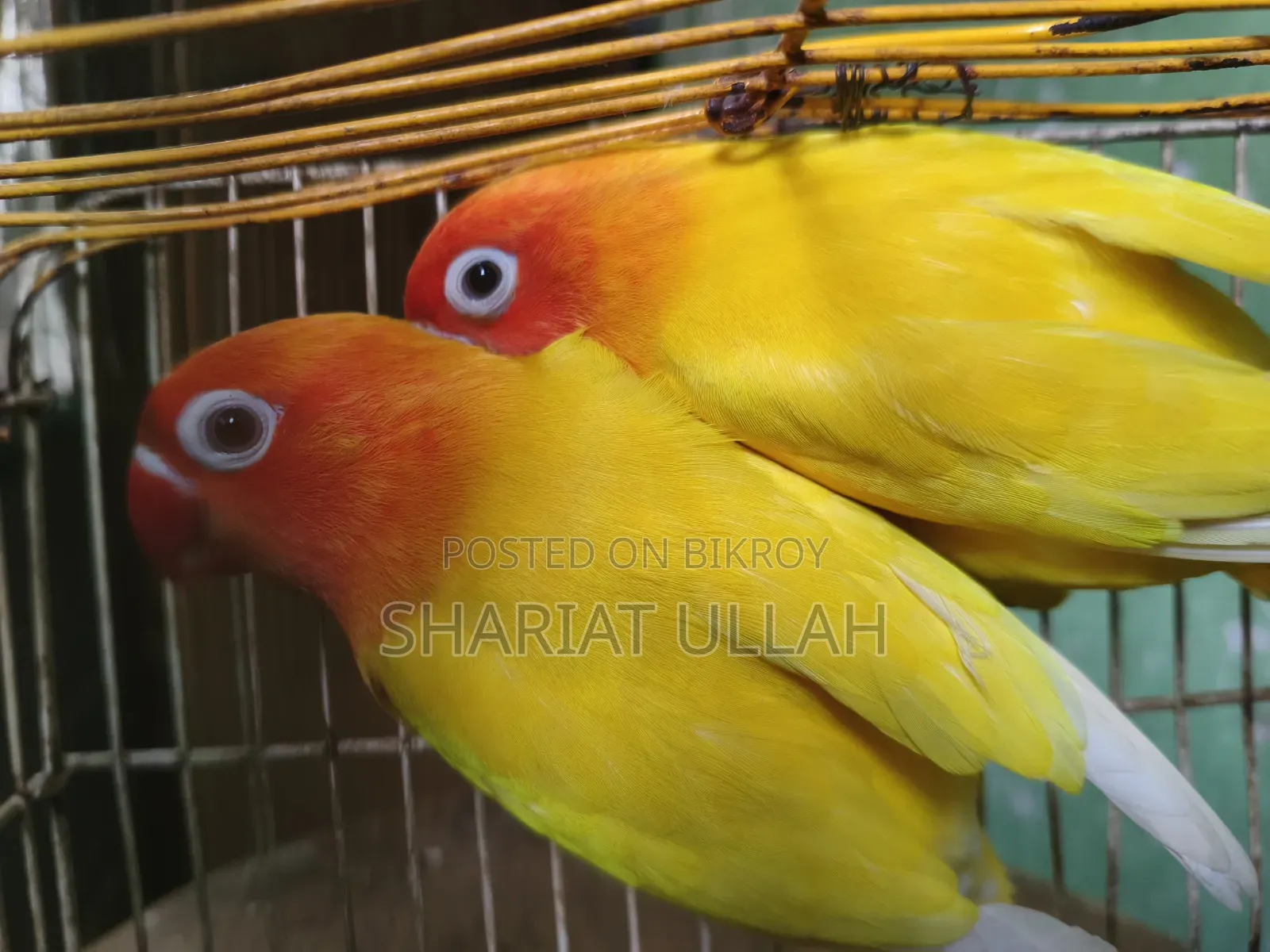 Love Bird (লাভ বার্ড )