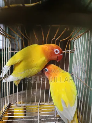 Love Bird (লাভ বার্ড )