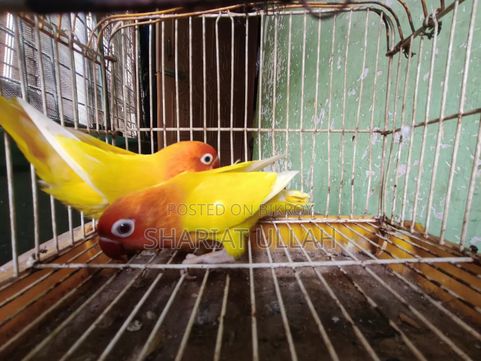 Love Bird (লাভ বার্ড )