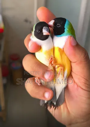 Gouldian Finch