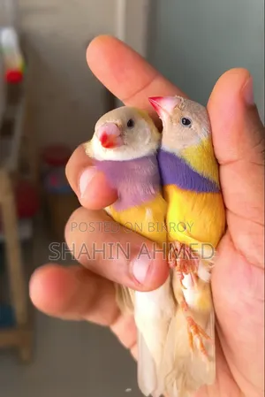 Gouldian Finch