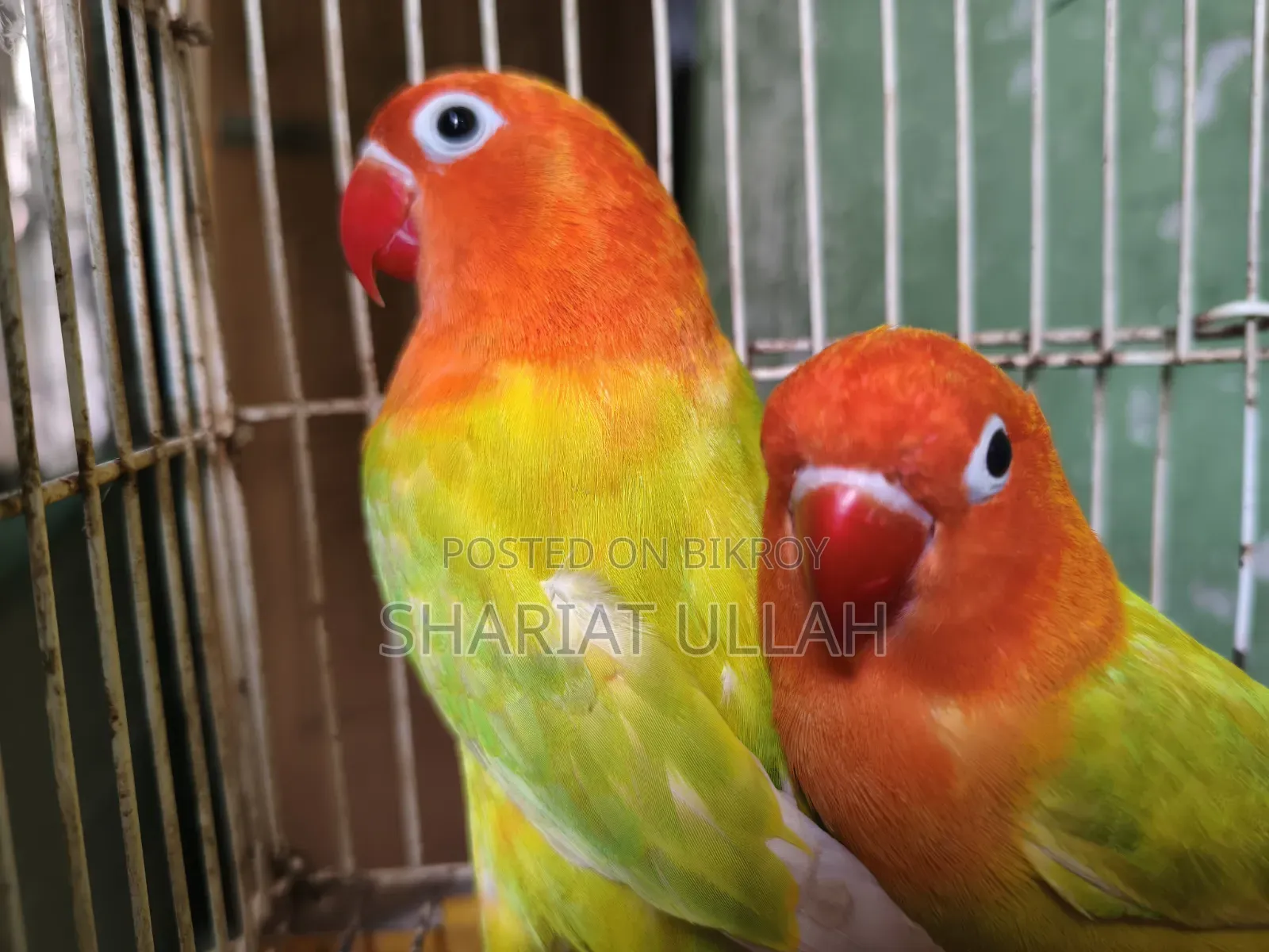 লাভ বার্ড