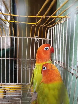 লাভ বার্ড