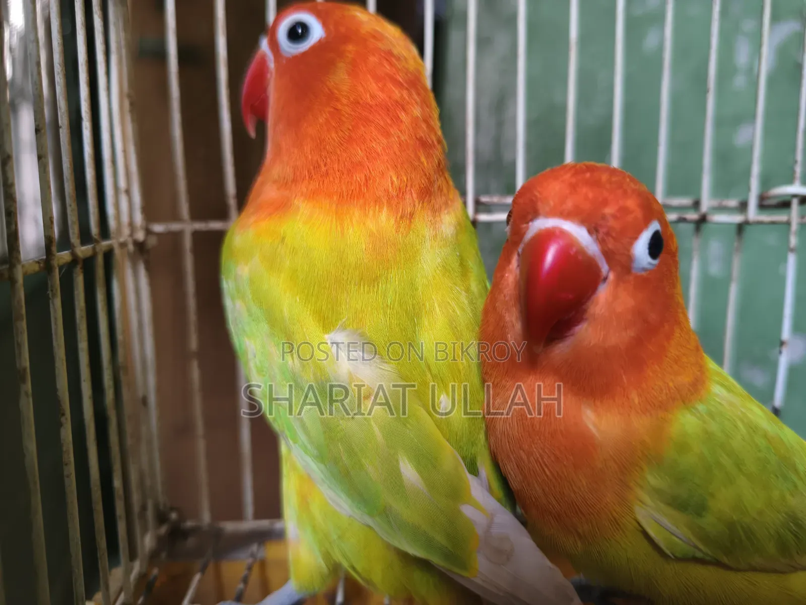 লাভ বার্ড
