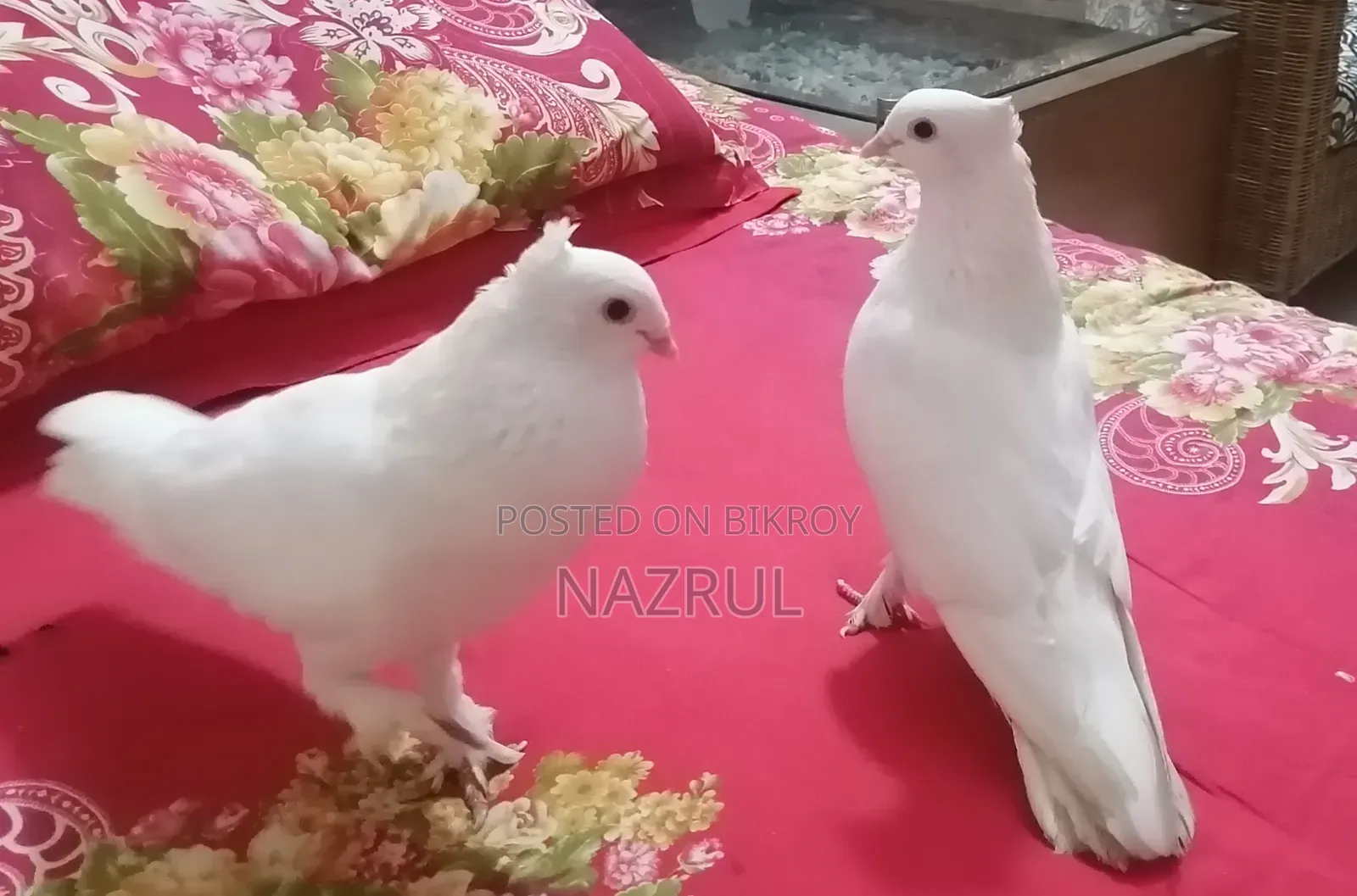 ইন্ডিয়ান কাগজি জাতের কবুতর