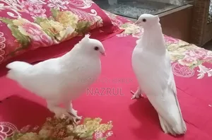ইন্ডিয়ান কাগজি জাতের কবুতর