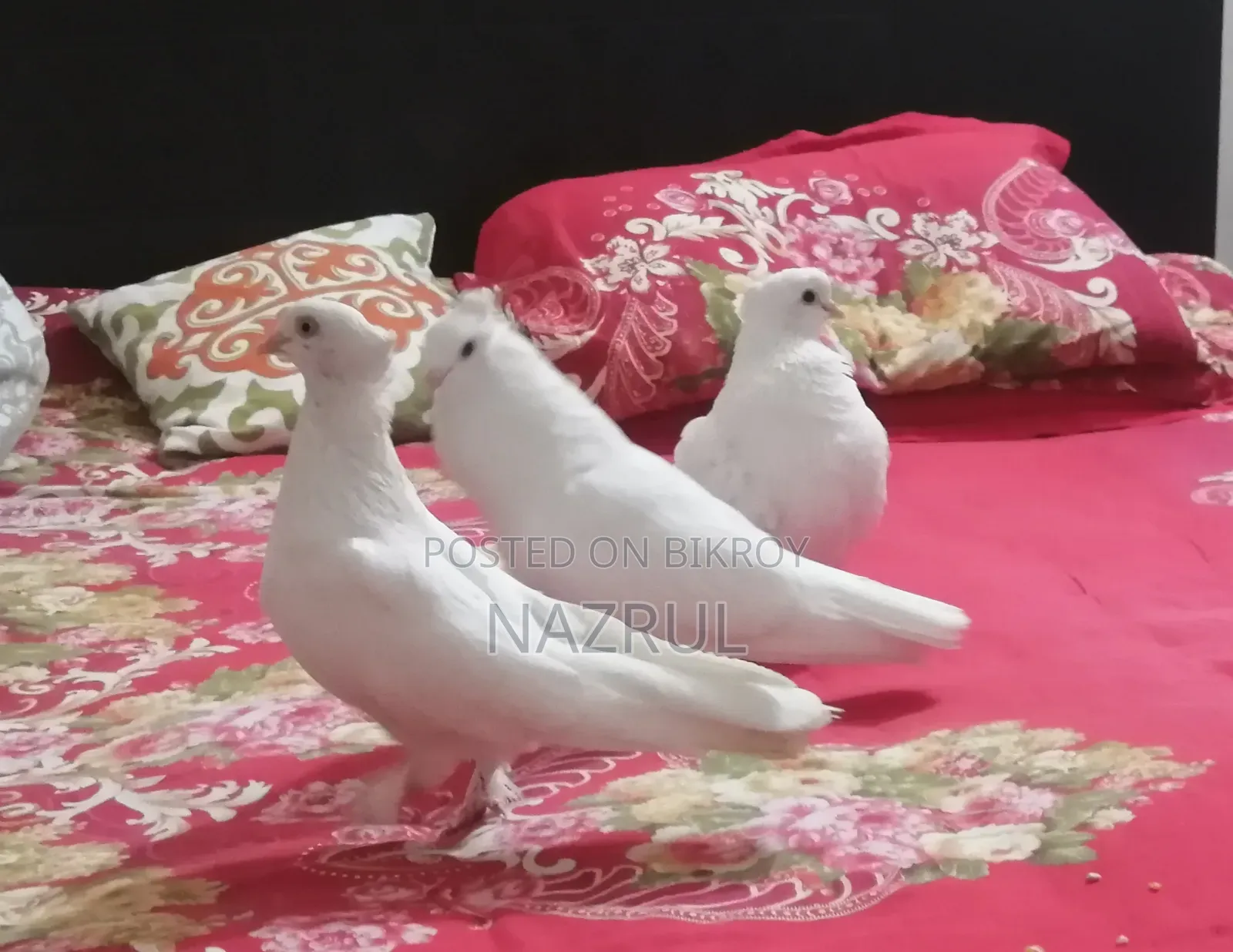 ইন্ডিয়ান কাগজি জাতের কবুতর