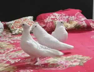 ইন্ডিয়ান কাগজি জাতের কবুতর