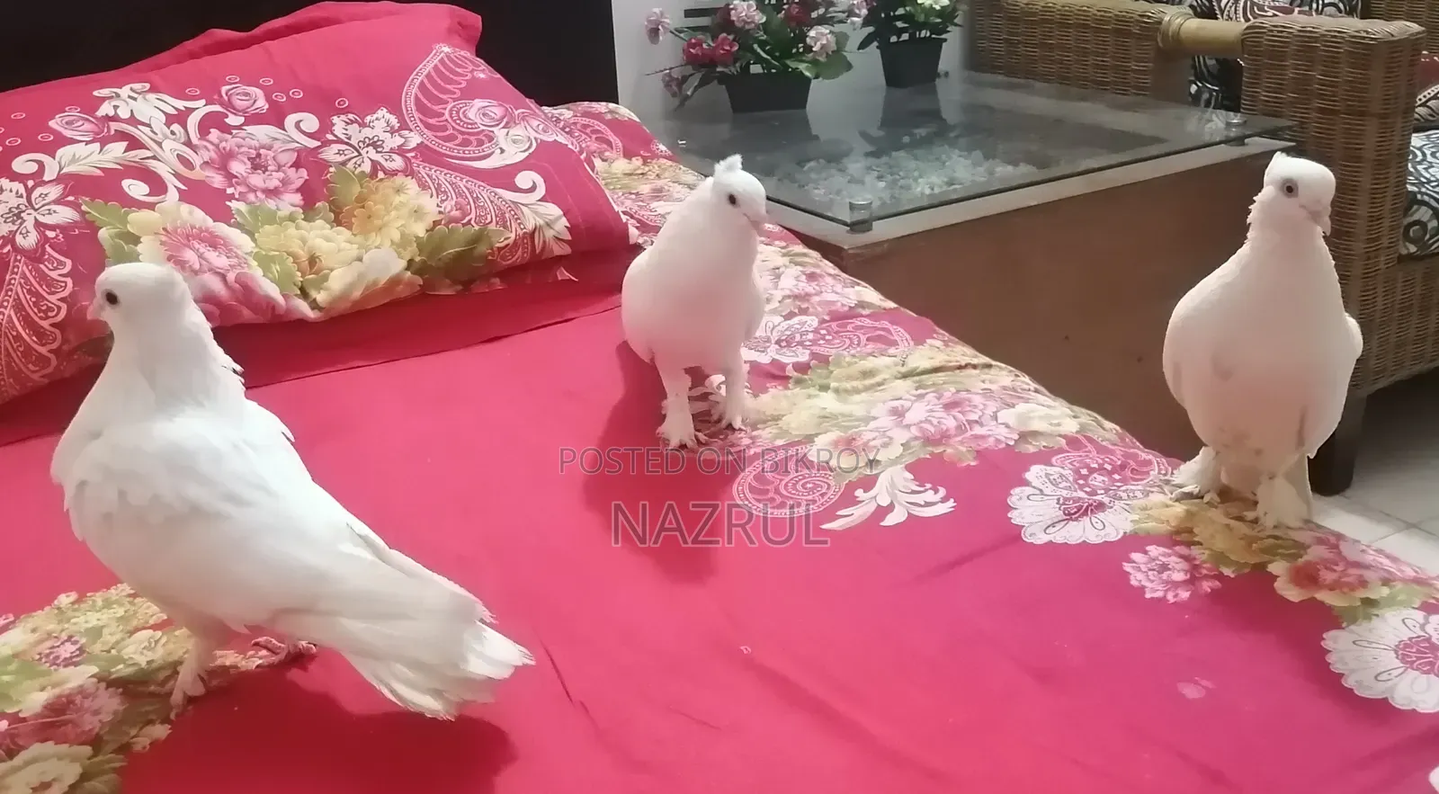 ইন্ডিয়ান কাগজি জাতের কবুতর
