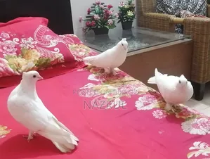 ইন্ডিয়ান কাগজি জাতের কবুতর