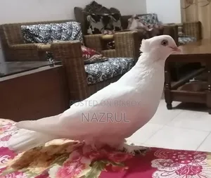 ইন্ডিয়ান কাগজি জাতের কবুতর