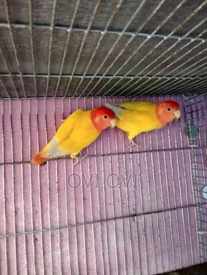 রানিং লাভ বার্ডস