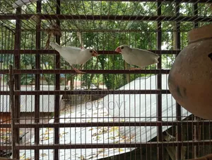 রানিং লাভ বার্ডস