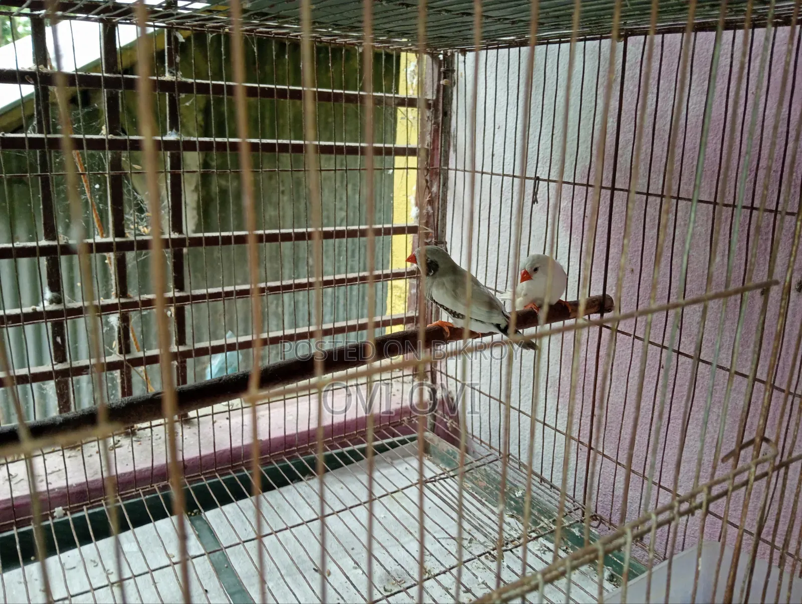 রানিং লাভ বার্ডস
