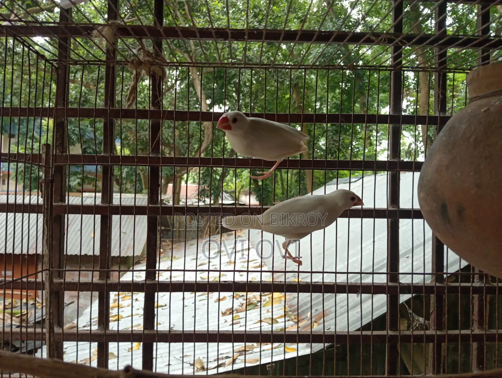 রানিং লাভ বার্ডস