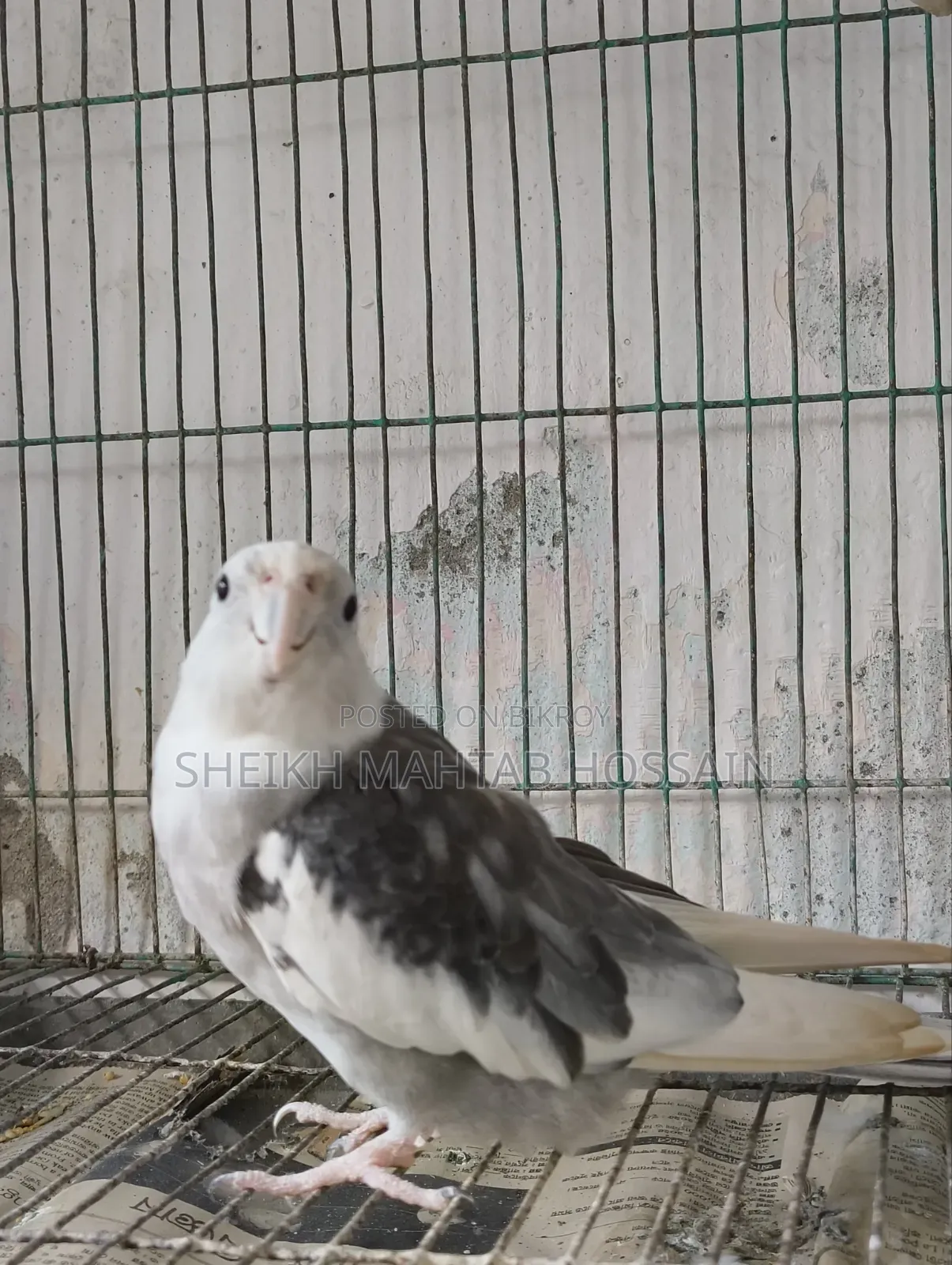 White Face Pied Cockatiel / Cockatiel
