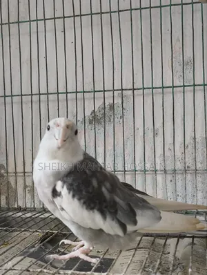 White Face Pied Cockatiel / Cockatiel