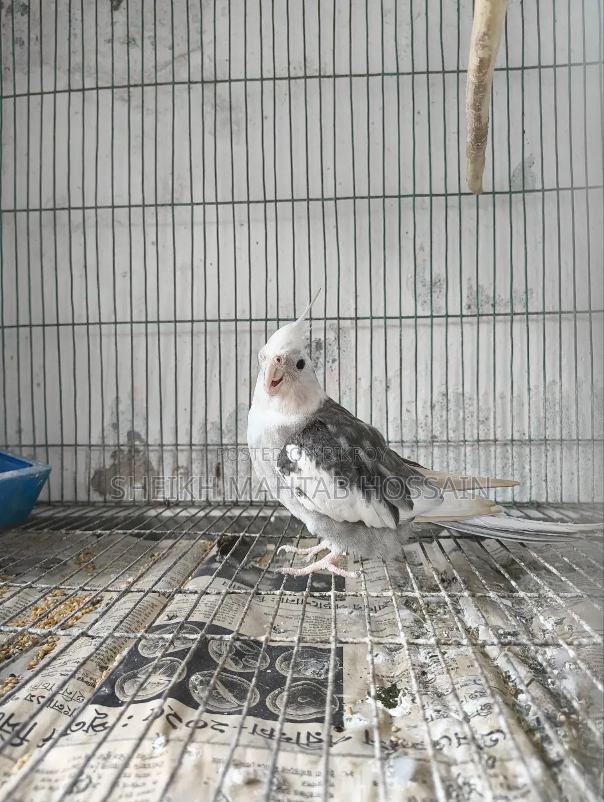 White Face Pied Cockatiel / Cockatiel
