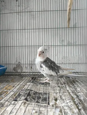 White Face Pied Cockatiel / Cockatiel