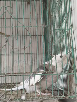 White Face Pied Cockatiel / Cockatiel