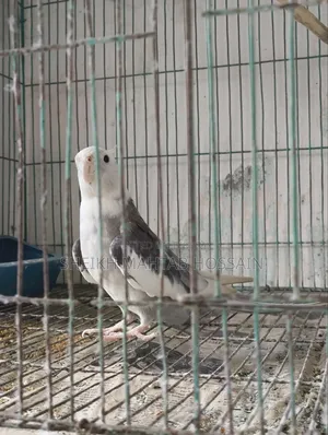 White Face Pied Cockatiel / Cockatiel