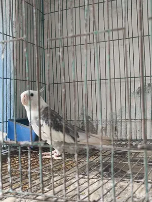 White Face Pied Cockatiel / Cockatiel