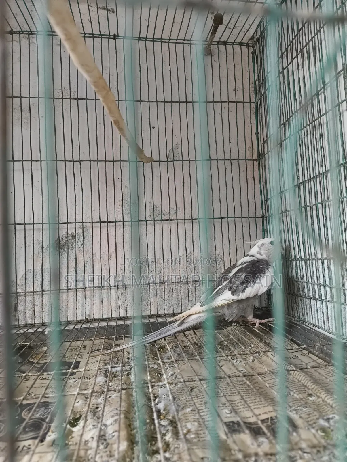White Face Pied Cockatiel / Cockatiel