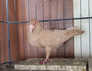 Homer and Highflyer Pigeon Babies
