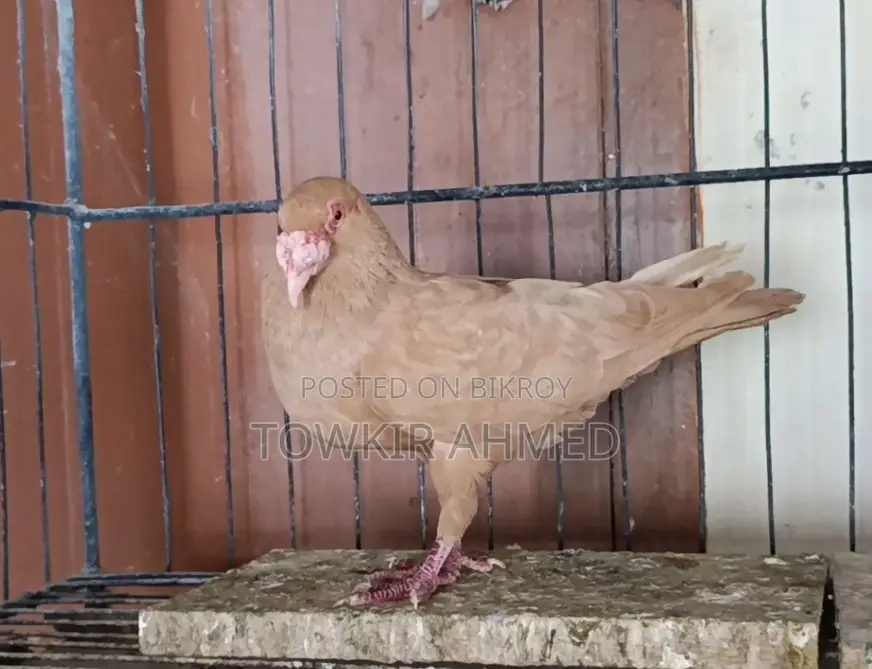 Homer and Highflyer Pigeon Babies
