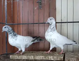 Homer and Highflyer Pigeon Babies
