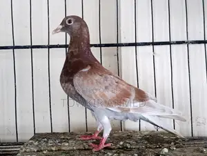 Homer and Highflyer Pigeon Babies