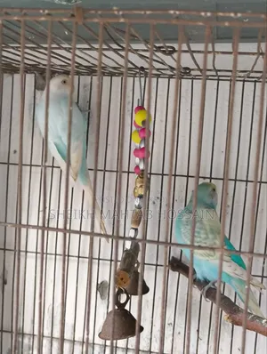 Budgerigar Master Pair / Budgerigar