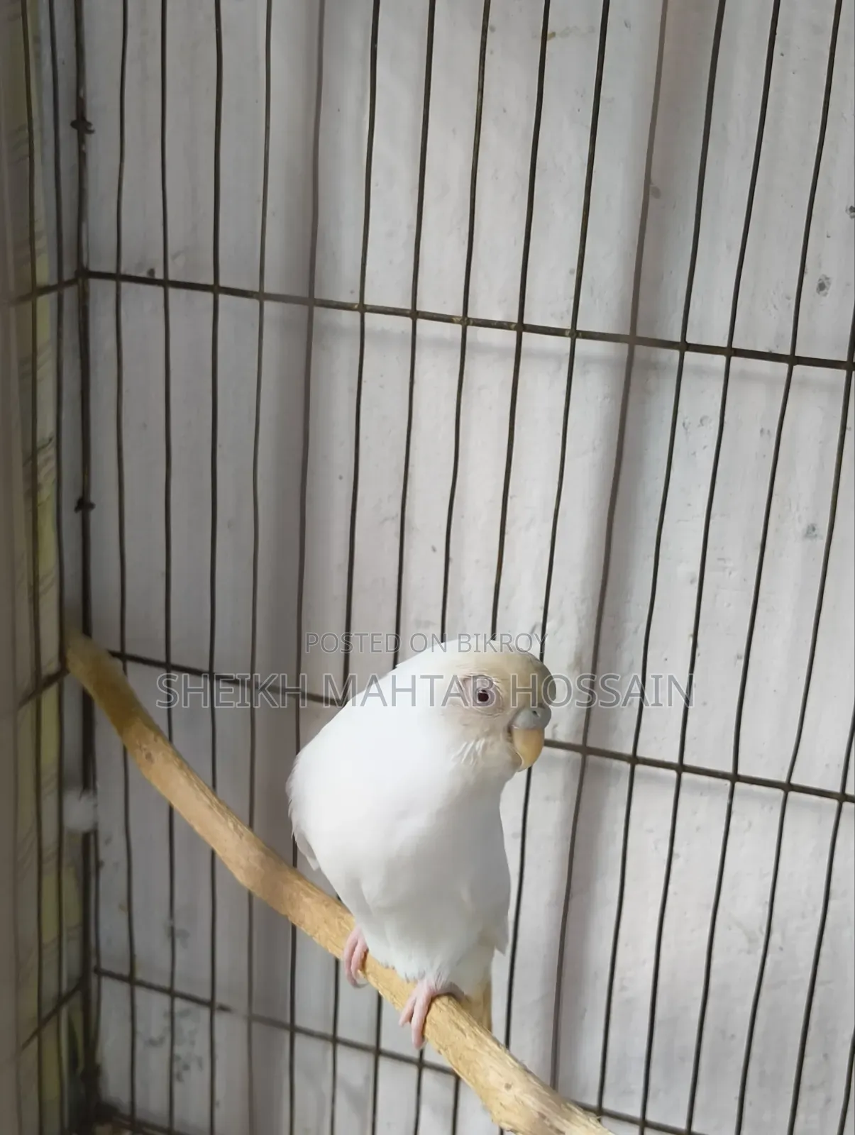 Budgerigar Master Pair / Budgerigar